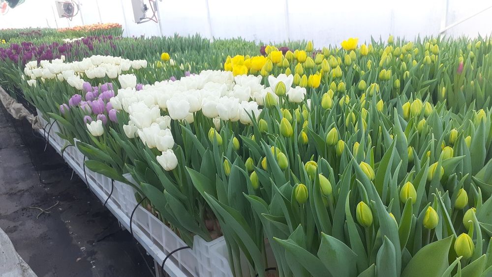 Тюльпан Примула Цикламен Вінниця