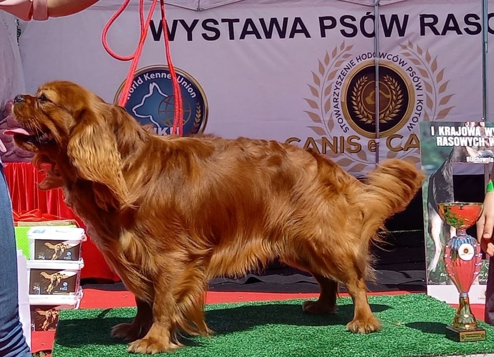 Zapowiedz miotu Ruby i Black & tan