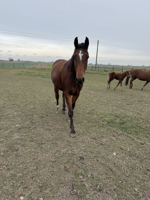 Klacz typ szlachetny