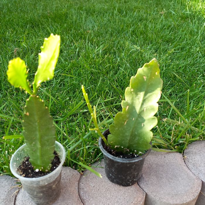 Епіфіллюм епіфіллум кактус