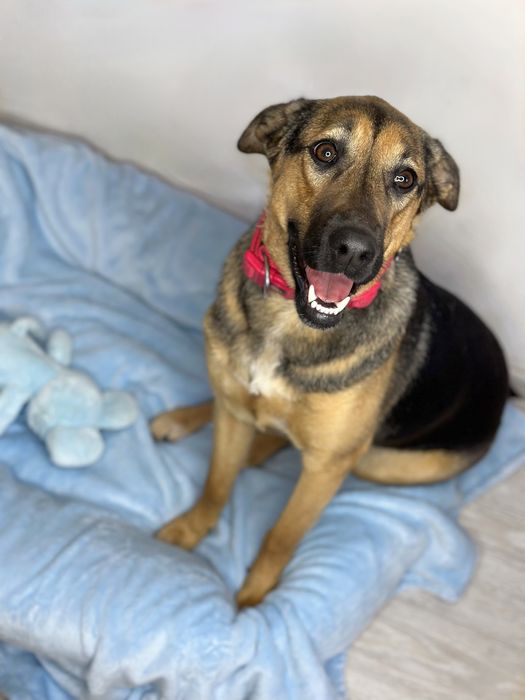 Кімі шукає найкращу родину