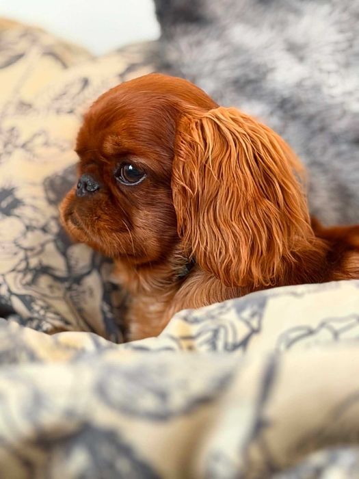 King Charles Spaniel,Toy spaniel-mniejszy kuzyn Cavaliera ZKwP-FCI,