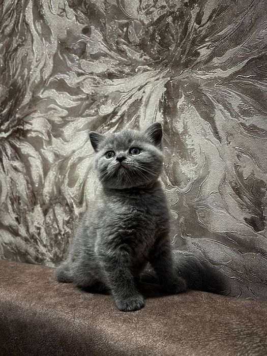 Шотландскій котик