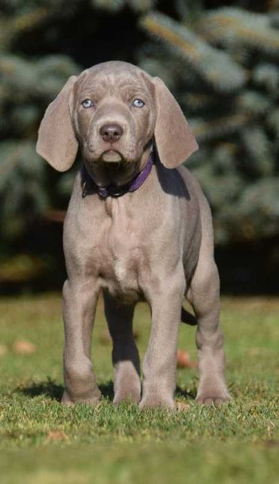 wyżeł weimarski szczenię -suka
