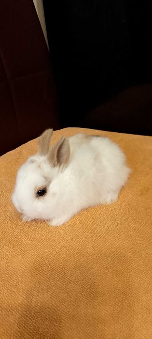 Króliczki miniaturki