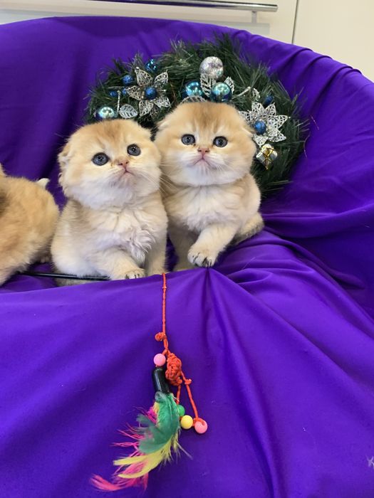 Класнючий мачо ! Вязка