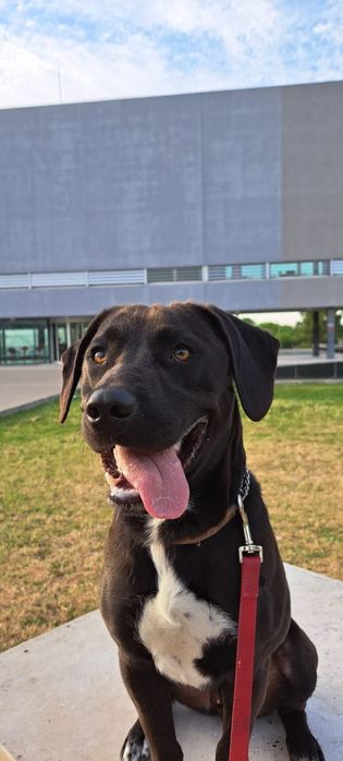 Cão para adoção responsável