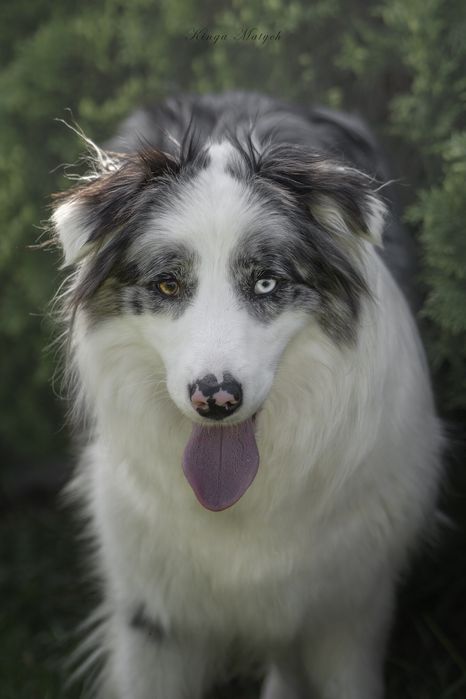 Border collie chłopiec nr 1 /genetyka/stawy/RTG/wyprawka