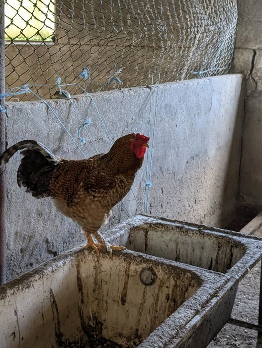 Venda de  galos caipiras