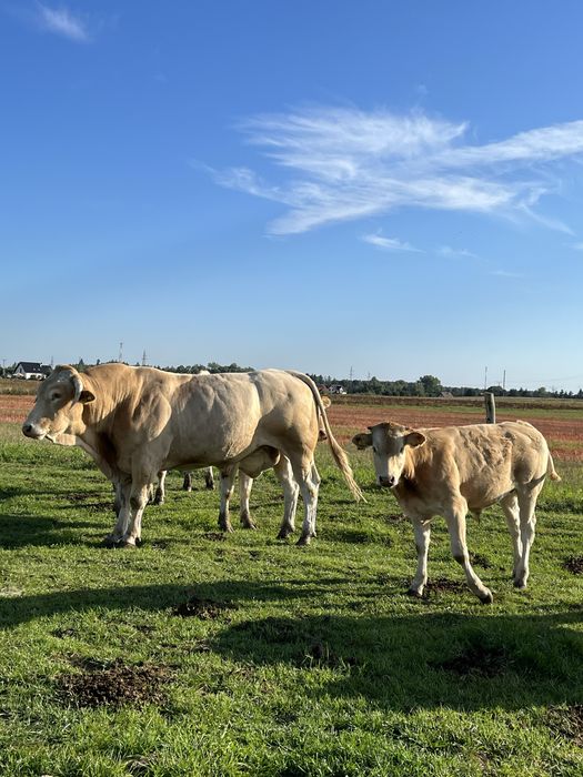 Sprzedam byka rasy blonde d’aquitaine