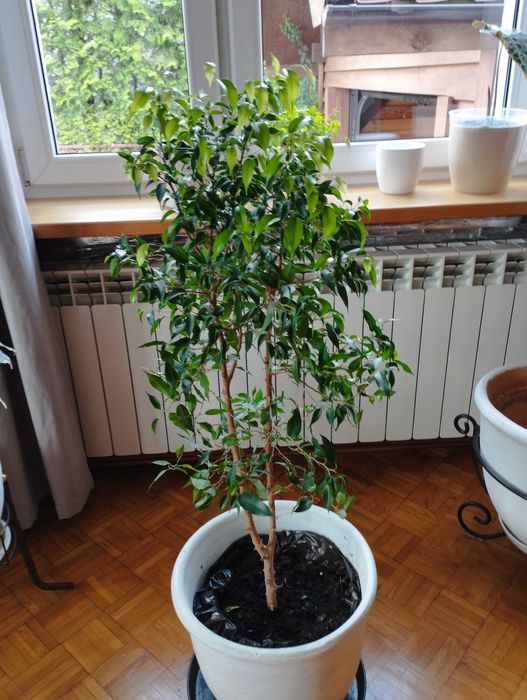 Figowiec Benjamina w glinianej doniczce o średnicy 35 cm