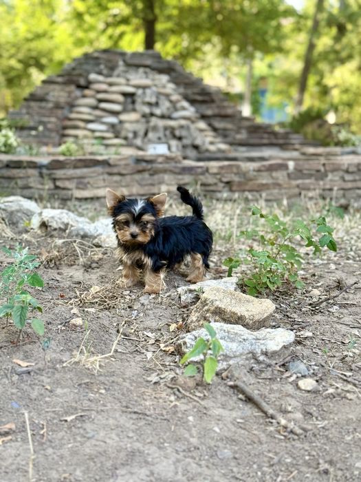 Міні та мілкий стандарт йорки