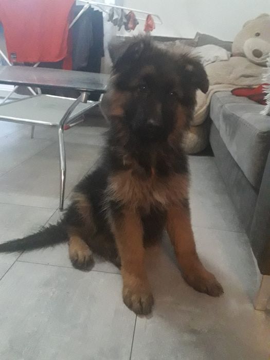 Owczarek niemiecki długowłosy suczka