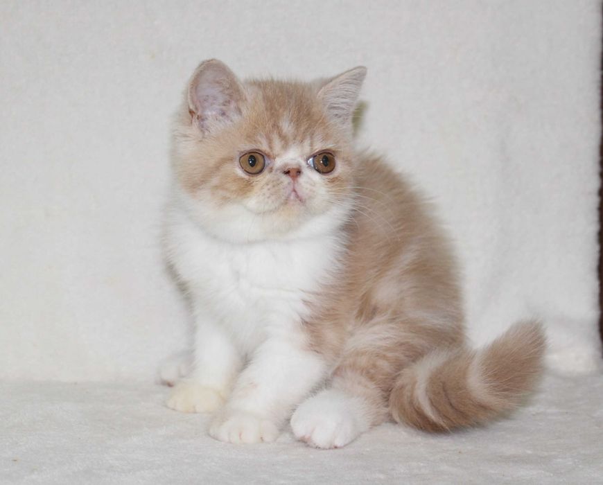 Екзотичний короткошерстий хлопчик Алоіз