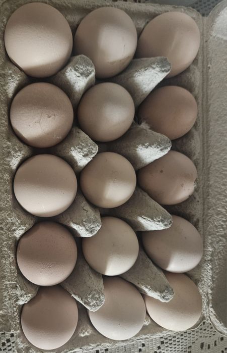 Jaja lęgowe Australorp czarny