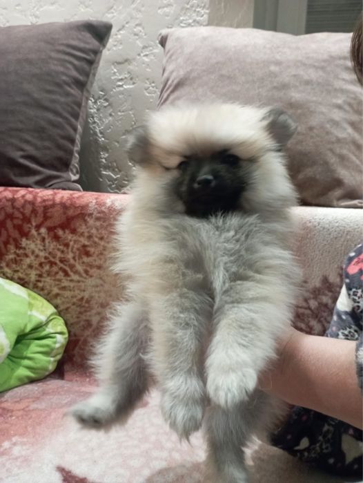 шпіци мініки, пушистики шукають люблячих батьків