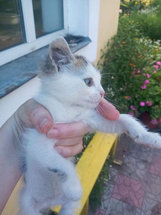 Кошеня кішечка дівчинка
