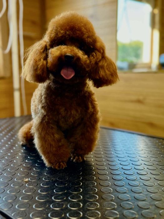 Shihpoo piesek (Pudel toy & shih tzu)