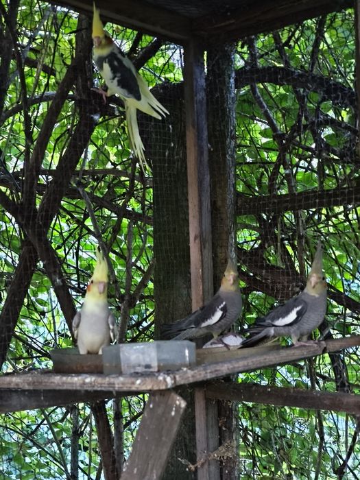 Papuga nimfa papugi nimfy młode