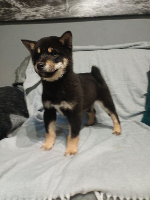 Shiba inu-Gotowy do odbioru