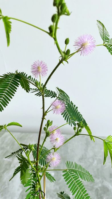 Мімоза соромлива