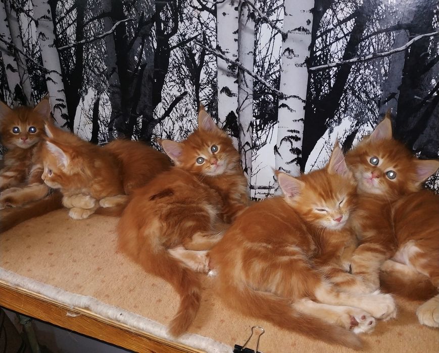 Малыши Карандаши Красные прекрасные Мейн куны