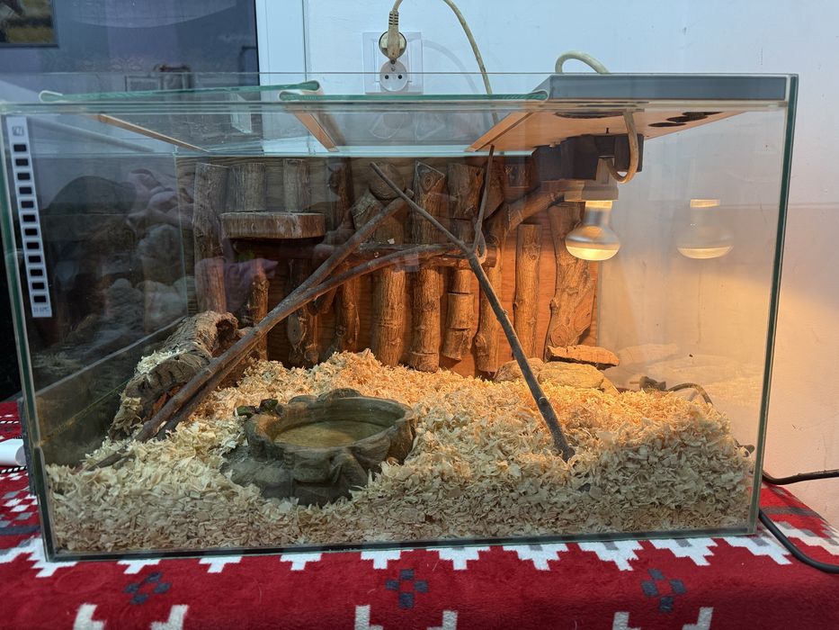 Terrarium dla jaszczurki węża