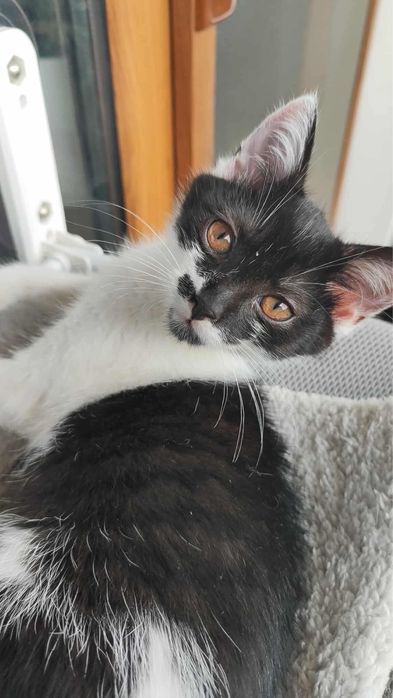 Orlik i Czajka do adopcji!