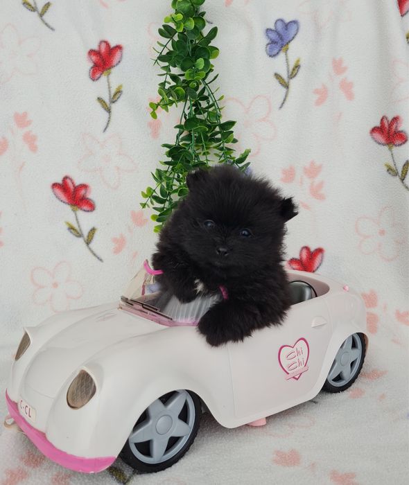 Estupenda menina mini mini 590g pronta entrega  Lulu da Pomerânia/Spitz Alemão Anão de Qualidade