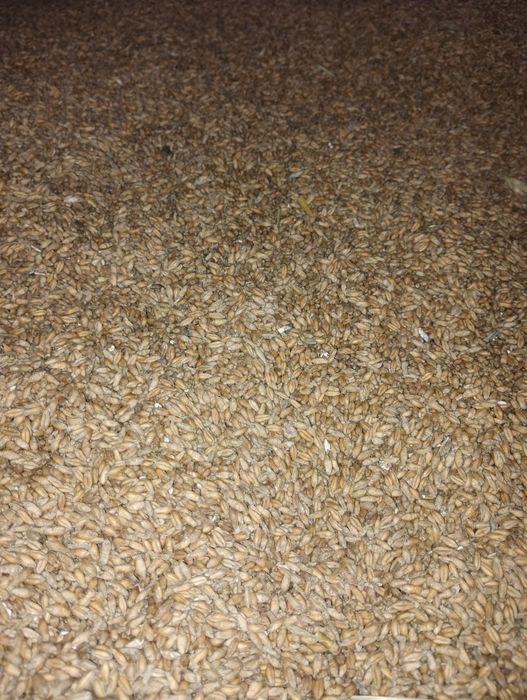 Pszenżyto zbiór 2025