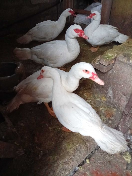 Шипуни качки білі