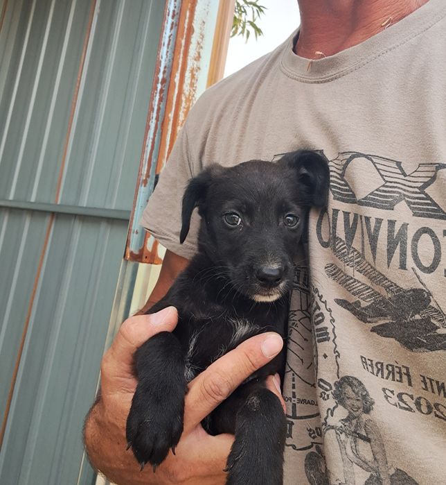 Adoçao dos cães.
