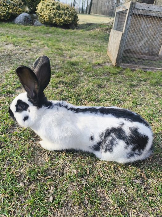 Króliki 7 miesięczne