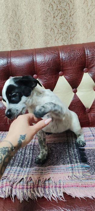 Віддамо в добрі руки