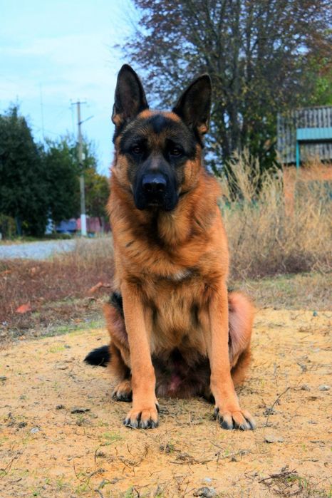 Кобель для вязки