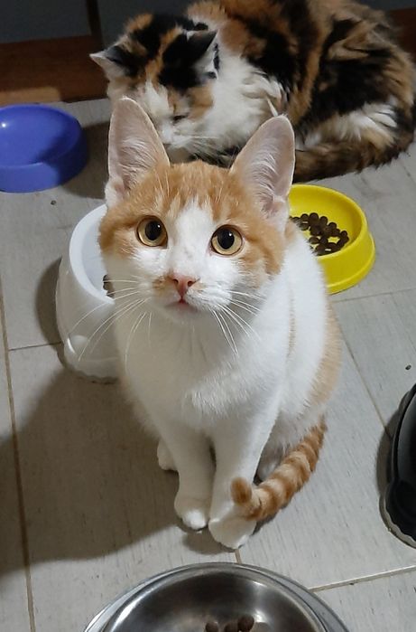 Котик в добрі руки!