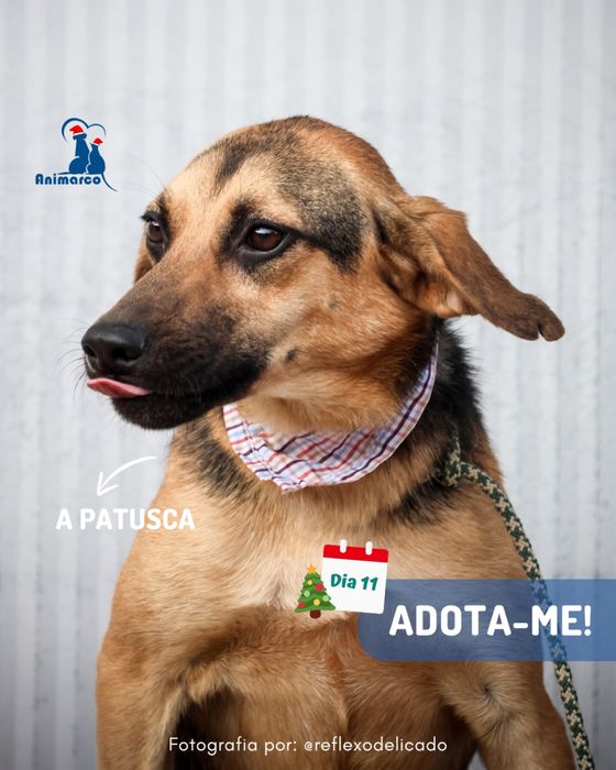 Patusca - cadela 1 ano porte medio