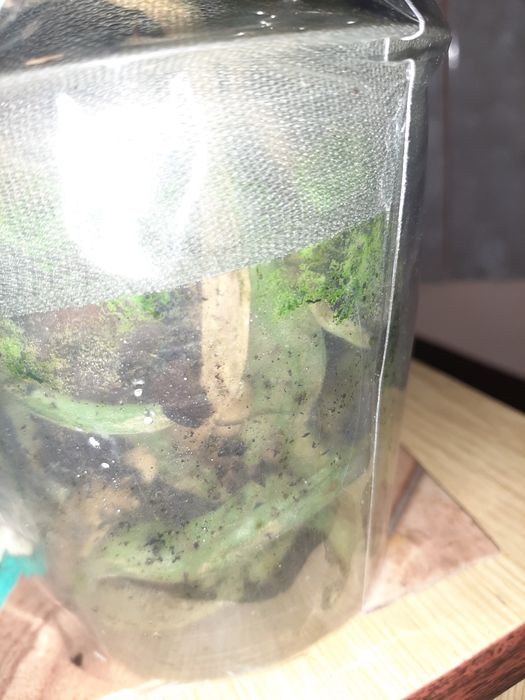 Орхідеї  Гарні орхідеї