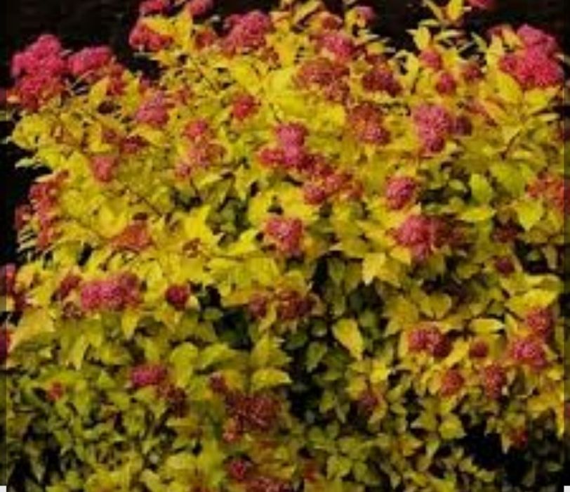 Спірея японська Літел Прінцес