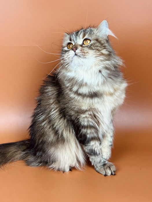 Шотландская кошечка хайленд.