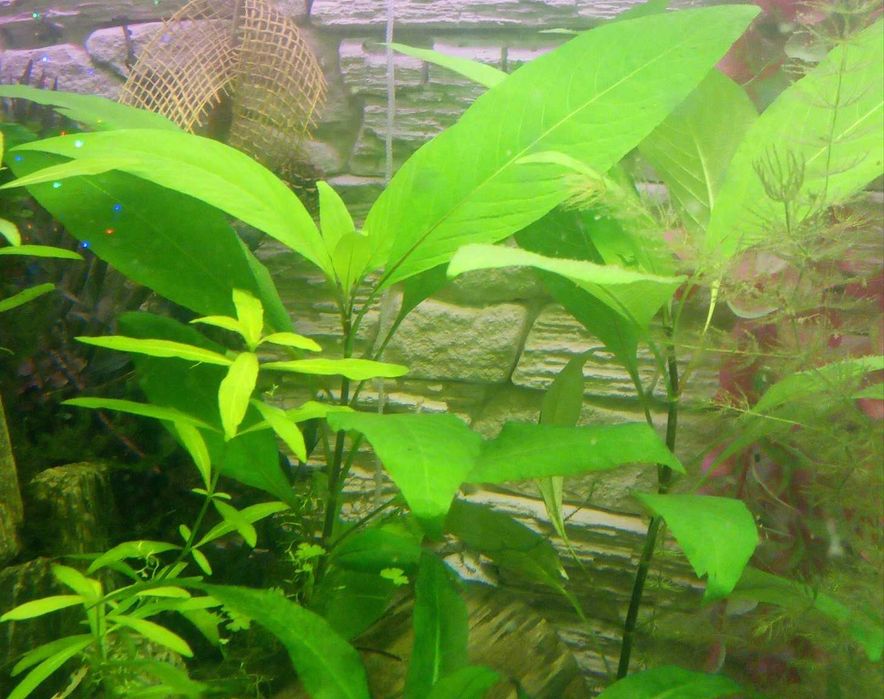 Orzech wodny Hygrophila corymbosa Akwarium