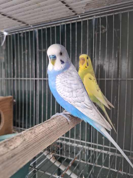 Piriquitos australianos