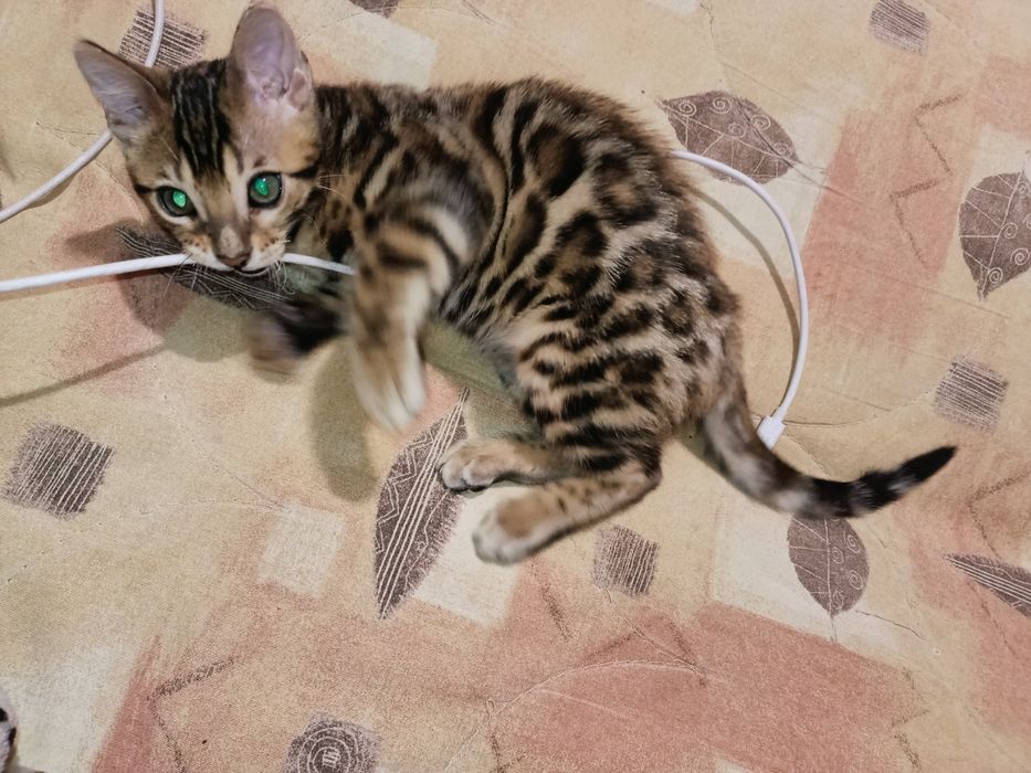 Бенгальская кошечка с документами клуба