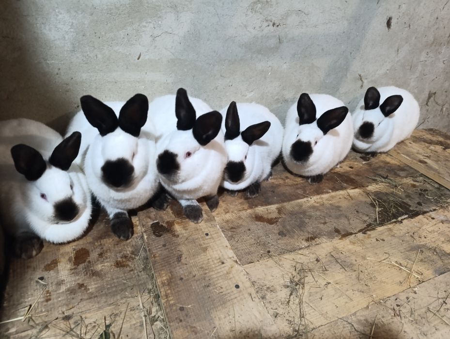 Продаю каліфорнія