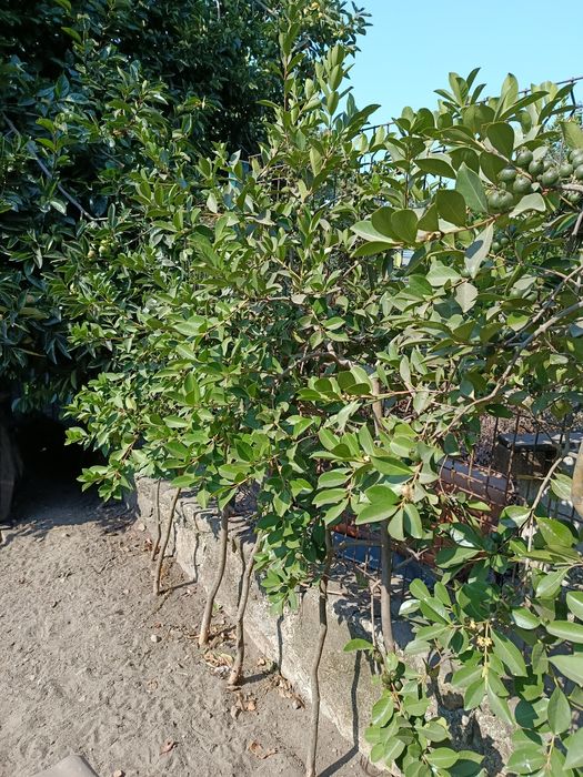 Plantas de Araçá amarelo com cerca de 2m