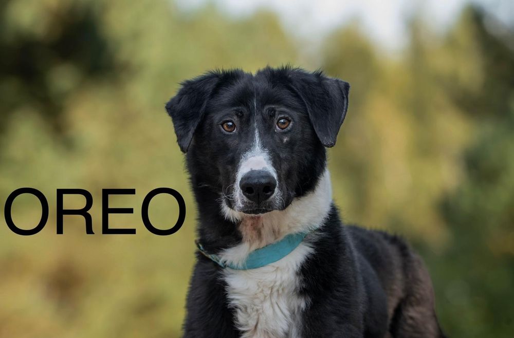 25 kg, 2 letni Oreo, aktywny, adopcja