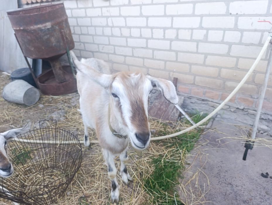 Продам кізок- близнючок