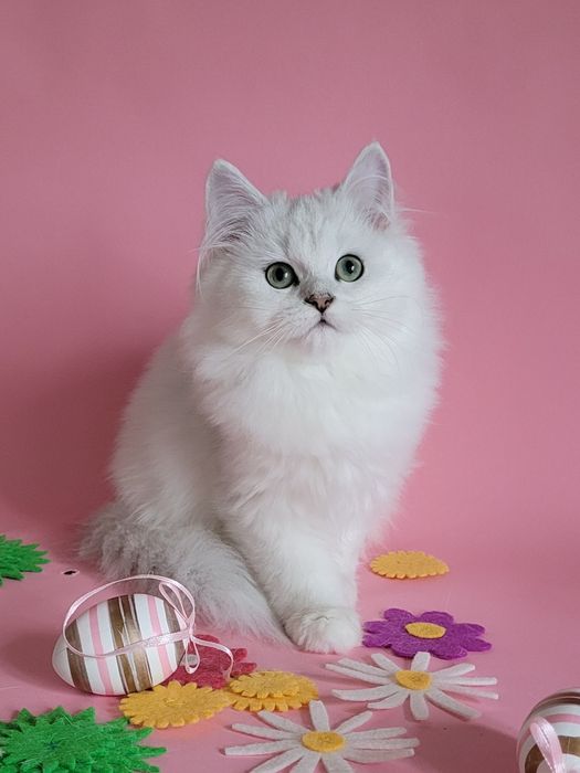 Британська дівчинка срібляста шиншила