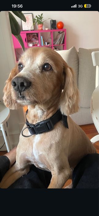 Cocker Spaniel para  adoção