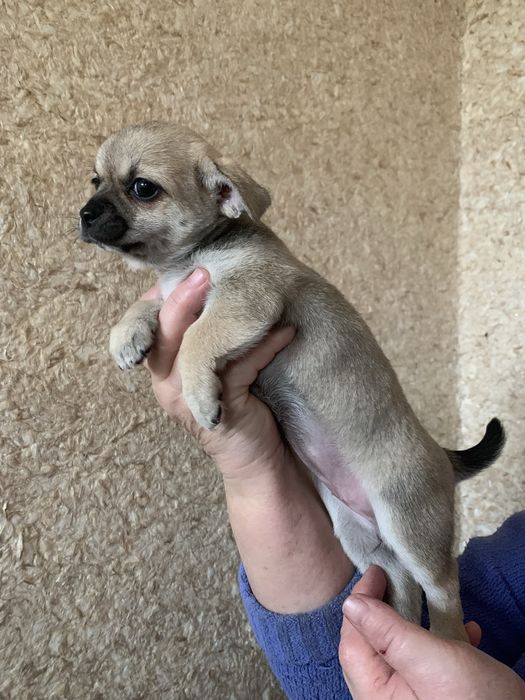 Щенята чихуа дівчатка